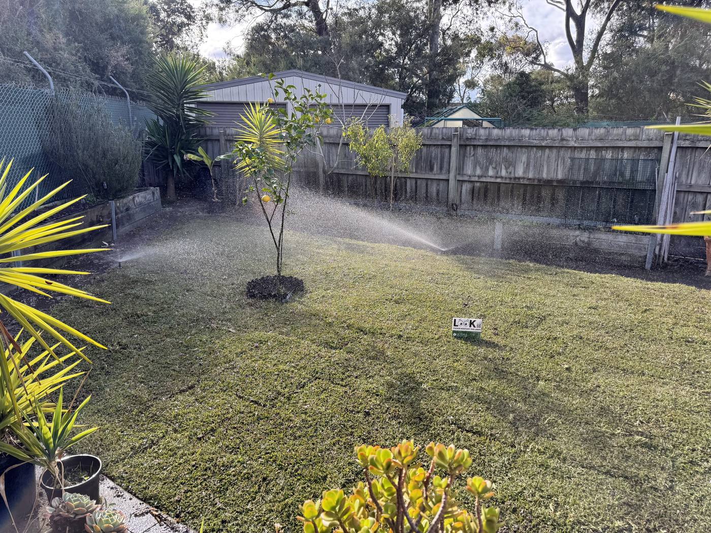 Full pop-up coverage misting a manicured backyard