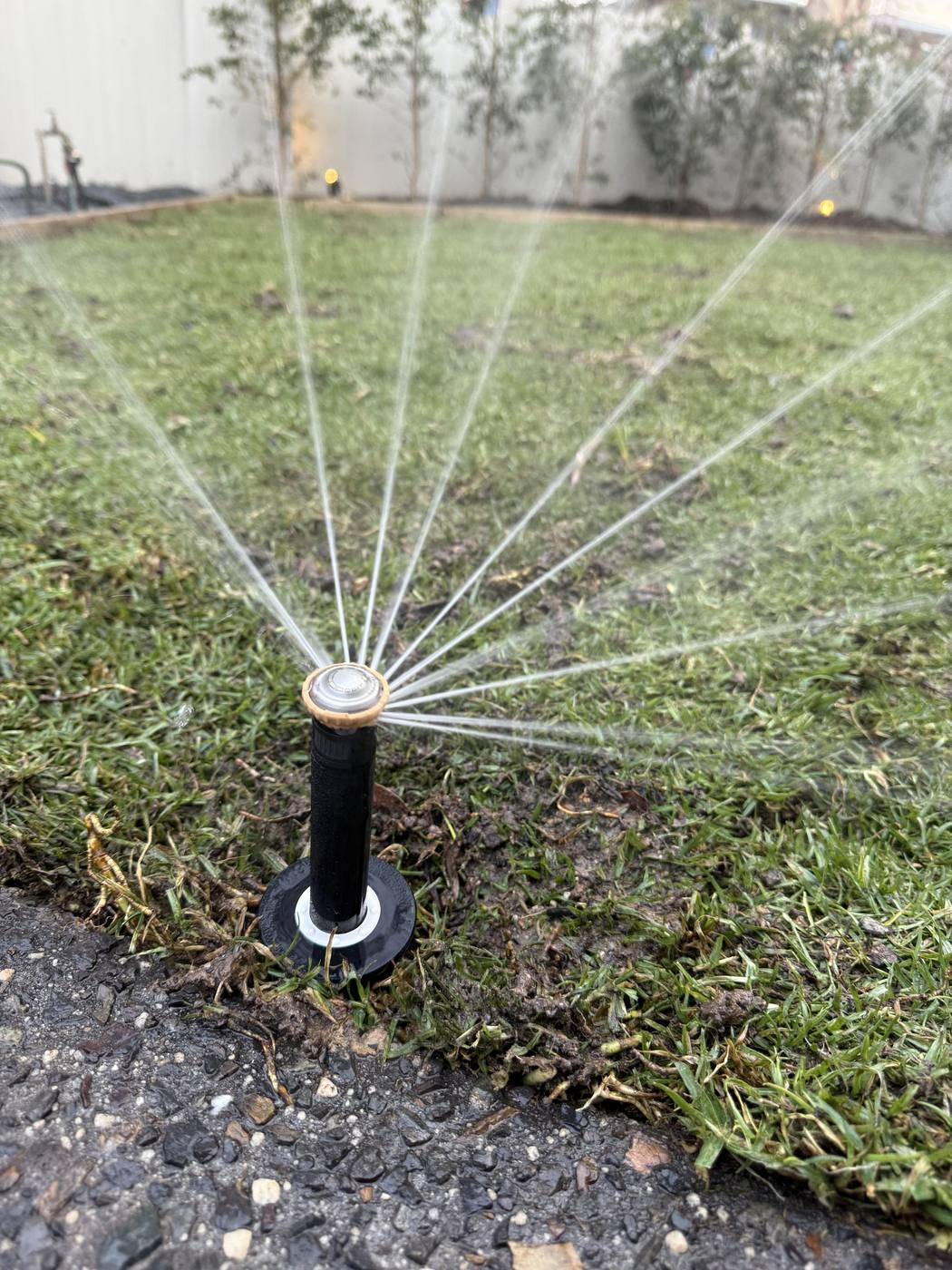 A Rain Bird pop-up arcing water across a manicured lawn