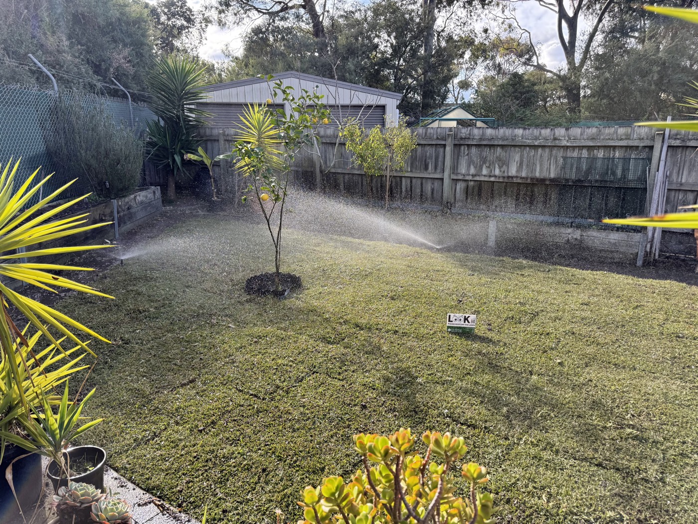 A Regal Irrigation install spraying a freshly turfed Melbourne back garden