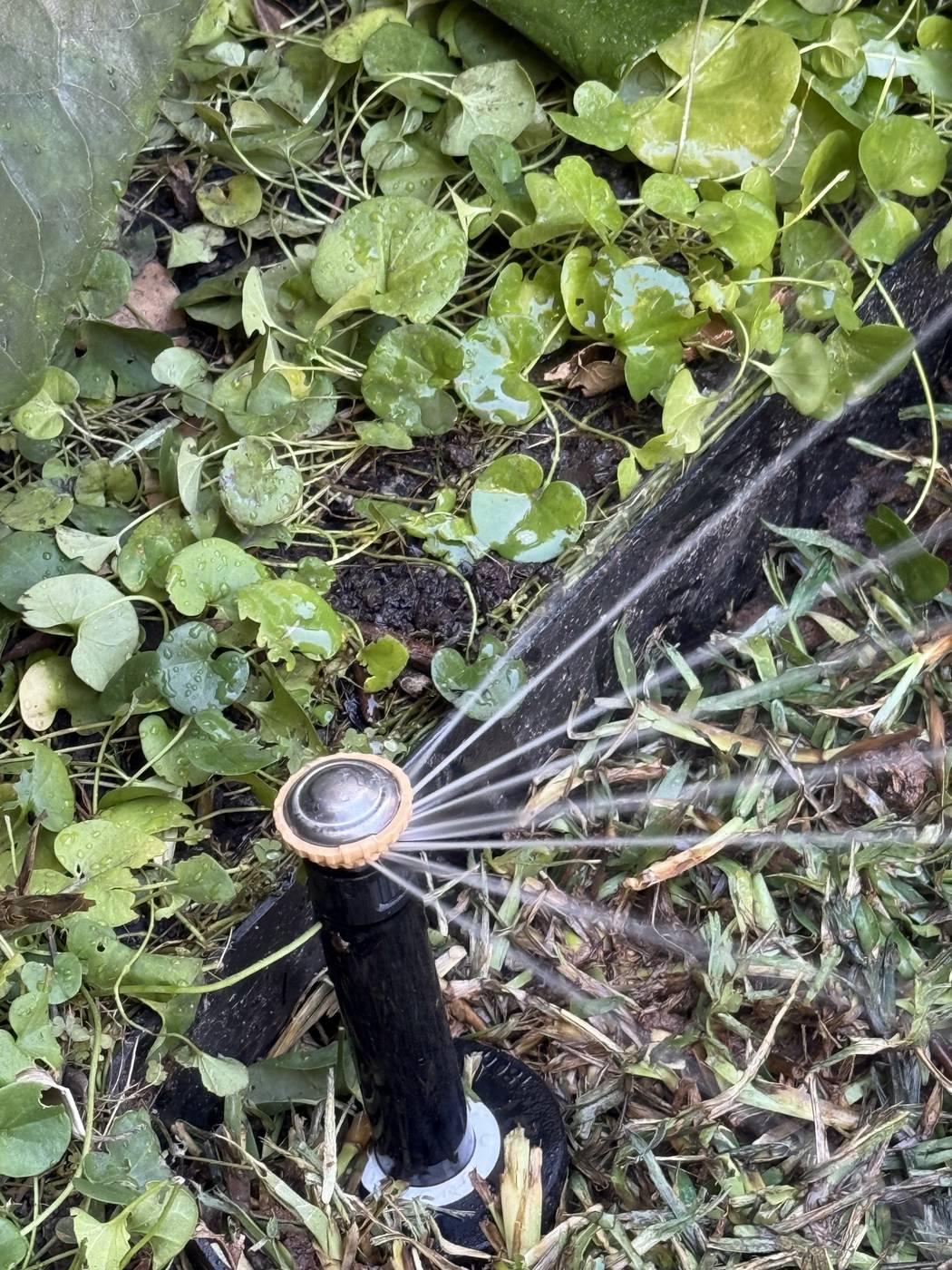 A freshly installed pop-up sprinkler system watering a green lawn in front of a premium Melbourne home