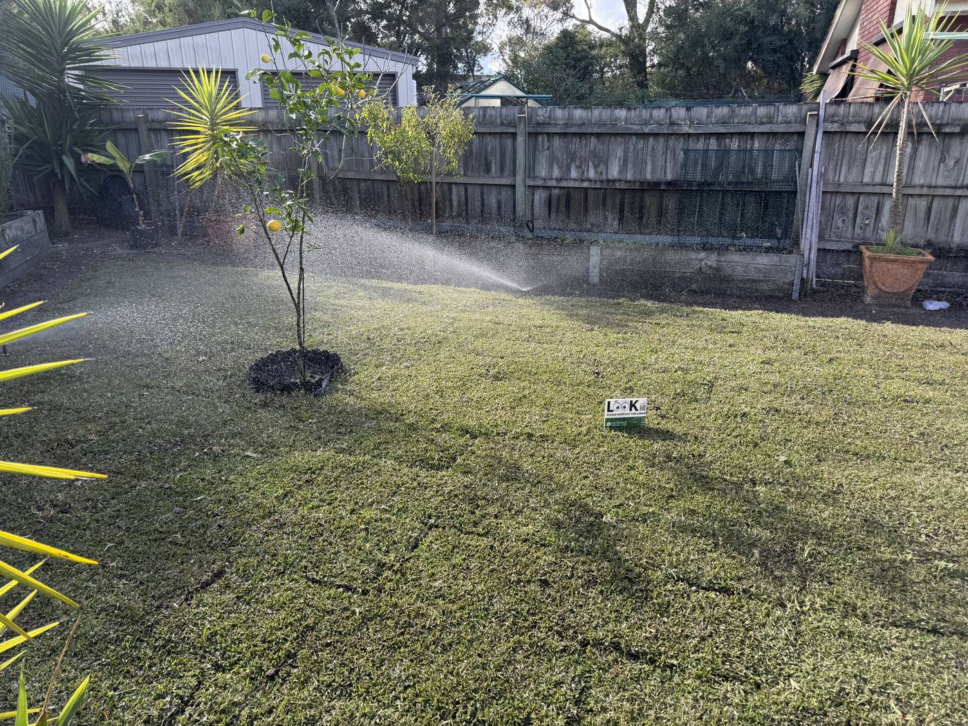 Multiple pop-up sprinklers running head-to-head coverage across a back lawn